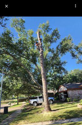 PR Tree Service & Landscaping