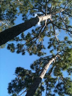 Golden Oaks Apartments