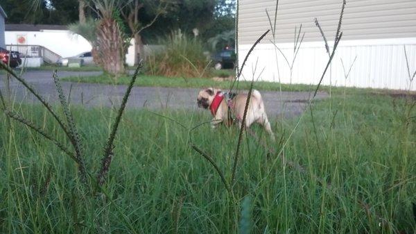 Key Largo Mobile Home Park