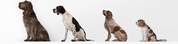 All Critter Pet Sitting