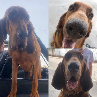 One of our local puppies - Anakin