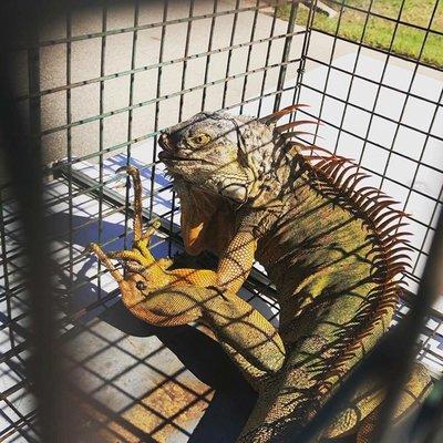 Allstar Animal Removal