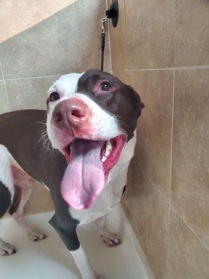My dog getting a bath at Cuts Fur Pups.