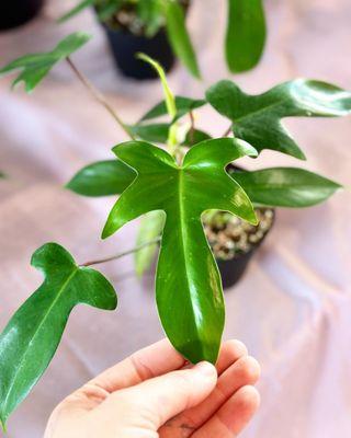 Philodendron Florida green