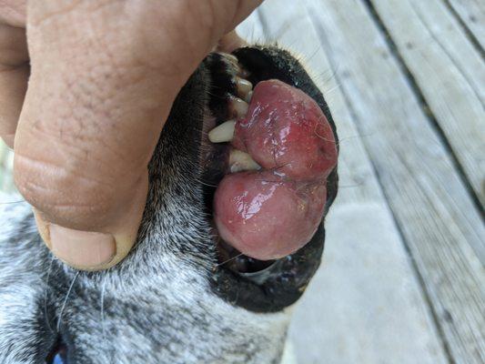 Buckmaster Large Animal Mobile Clinic