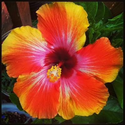 Happy Herbs Aromatherapy