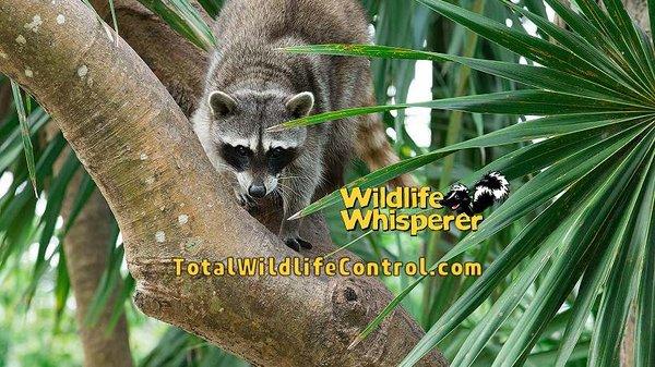 The Wildlife Whisperer