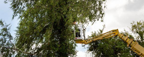 C&S Tree Service