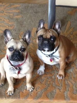 Pawparazzi Grooming Studio