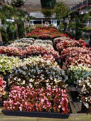 Bedding plants