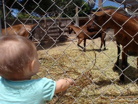 Petting the goats