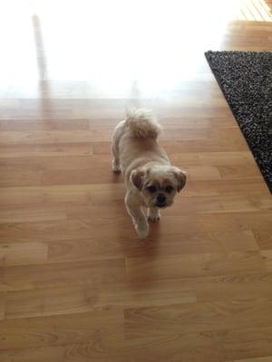 Cooper loves getting his haircut at Animal Tracks!