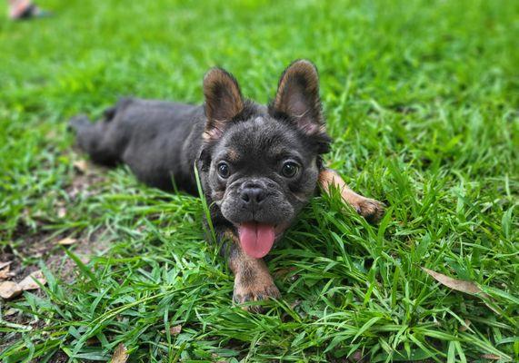 Absolute Canine Training