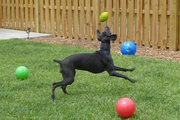 K-9 Country Dog Day Care