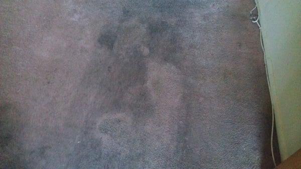 Majestic Chem Dry Carpet Cleaning