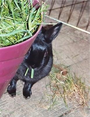 photo of Sunshine Z.