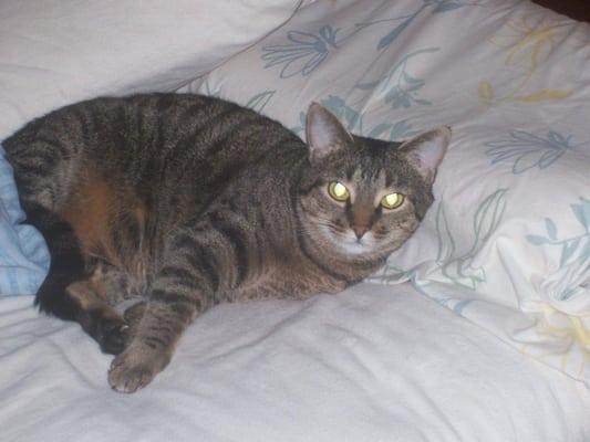 photo of Succotash C.