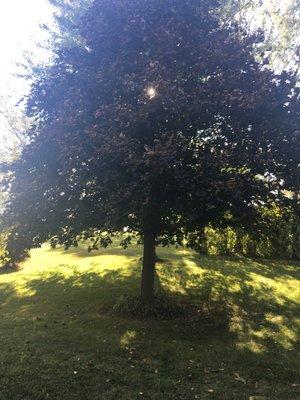 photo of Samantha L.