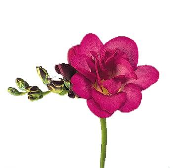 photo of Mr. And Mrs. H.