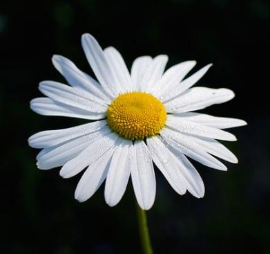 Photo of Julie J.