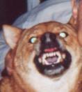 Photo of Chilli P.