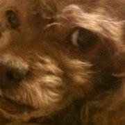 Photo of Millie S.