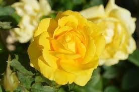 Photo of Rose Y.