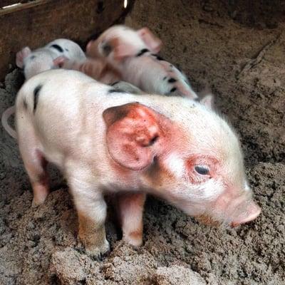 photo of Mitchell L.