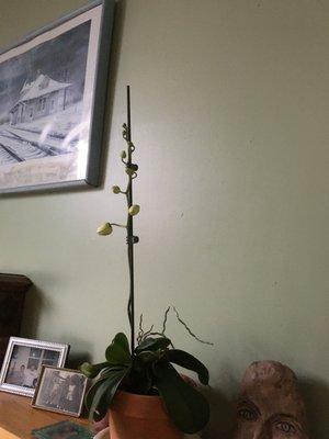 photo of Winfield S.