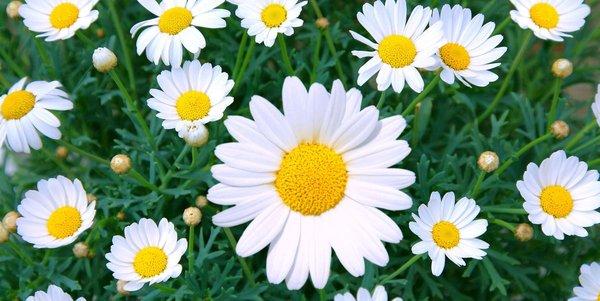 Photo of Daisy F.