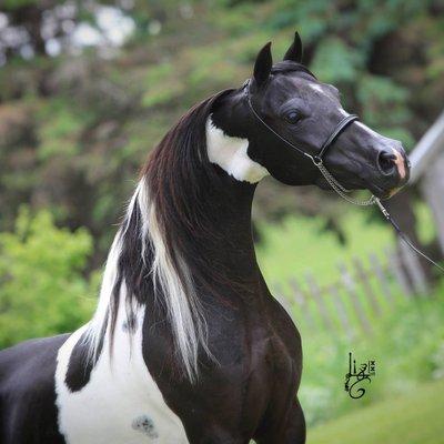 Photo of MeLisa J.