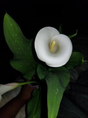 photo of Gabriela N.