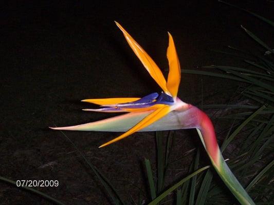 Photo of A K.
