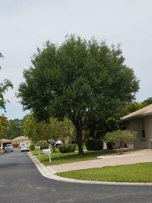 Tree was scheduled for removal. We saved this specimen with a cleanup and a lift. Now is a gem in the community.