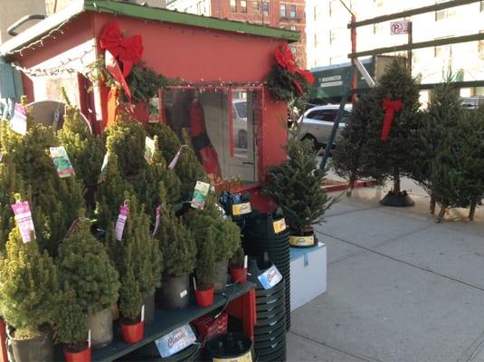 Christmas tree booth.