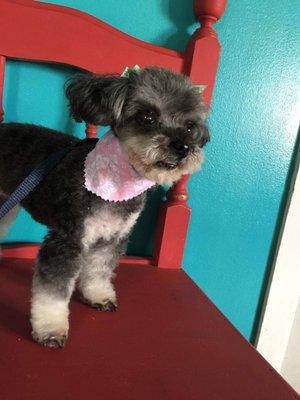 A Cut Above Pet Grooming