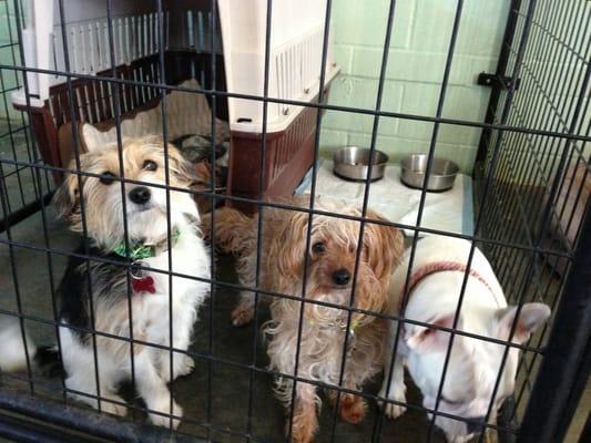 Harley's TLC Kennels & Pet Sitting