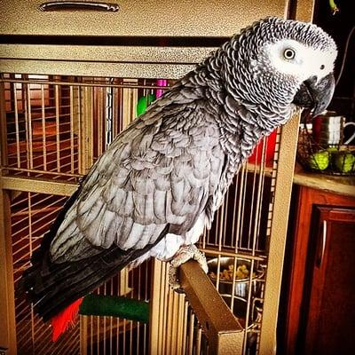 Chopin the African Grey Parrot