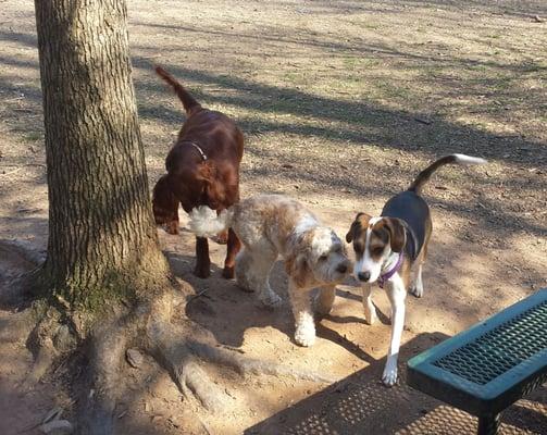 Fun at the dog park!