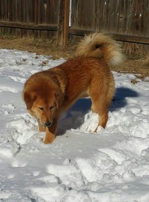 Valor Tibetan Mastiffs