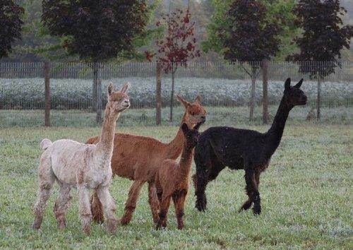 Creekwood Alpacas