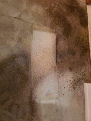 Daniel Carpet Cleaning