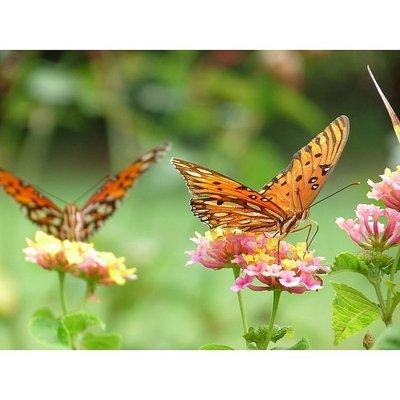 Butterfly Blessings Cleaning