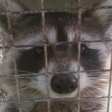 Animal removal services AAA