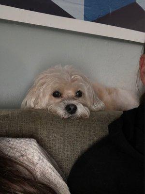 Pet Mo'Tail and Spaw