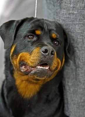 Von Edlenhaus Rottweilers