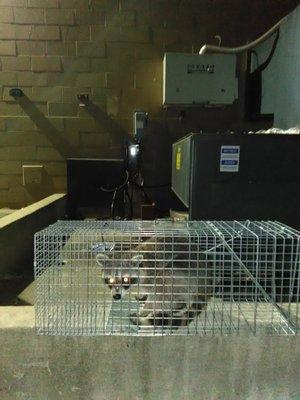 Big Box Store Raccoon
