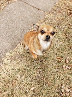 Paw Print Pet Sitting