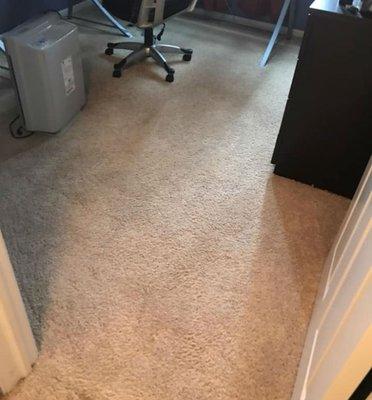 Stempro Carpet Cleaning