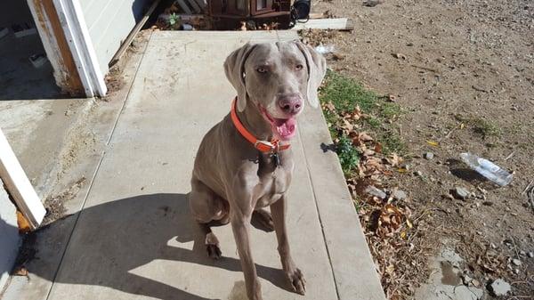 American Dog Training Clinic